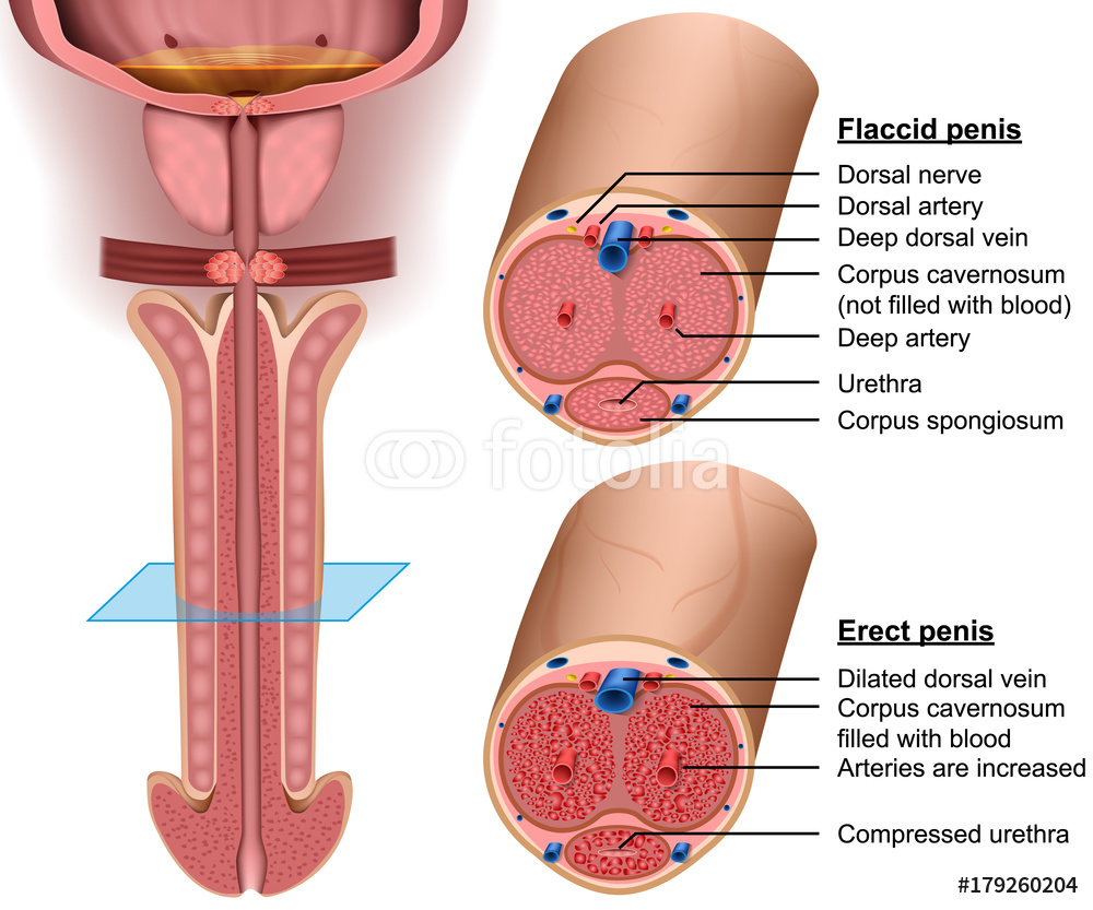 vriend-erectie penis